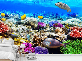 photo-wallpaper-fish-aquarium