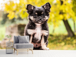 photo-wallpaper-cute-chihuahua-puppy