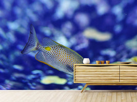 photo-wallpaper-a-fish-in-the-aquarium