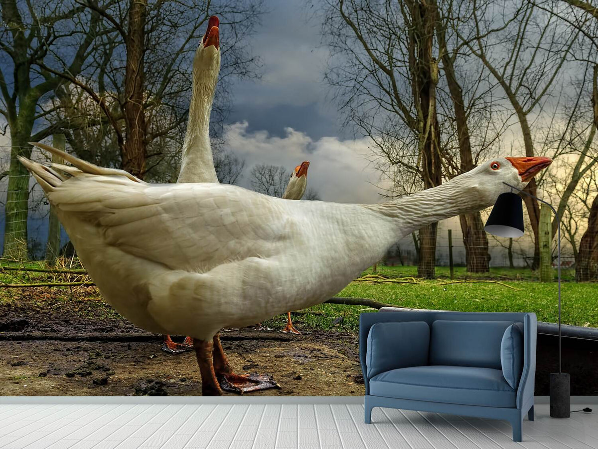 photo-wallpaper-the-3-geese