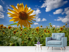 photo-wallpaper-a-sunflower-among-many