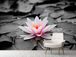 photo-wallpaper-the-art-of-water-lily