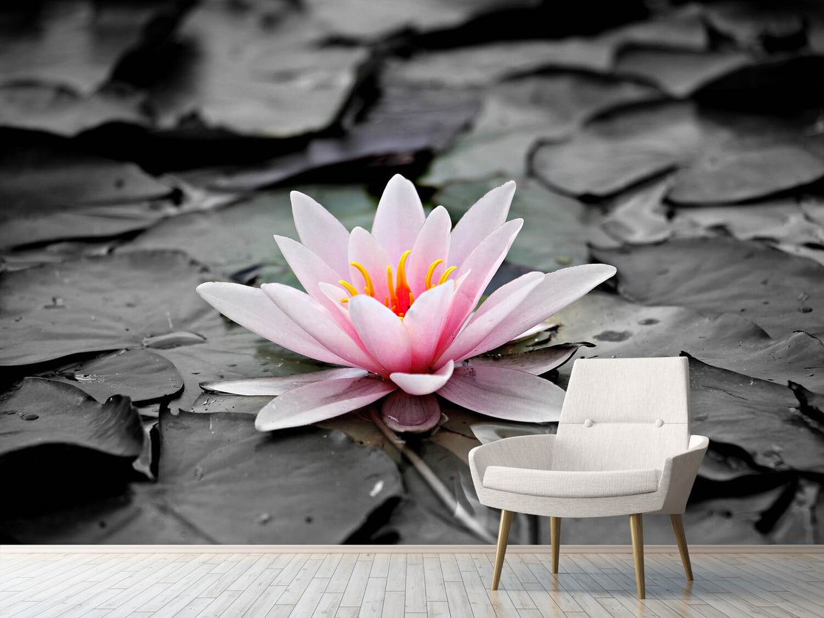 photo-wallpaper-the-art-of-water-lily