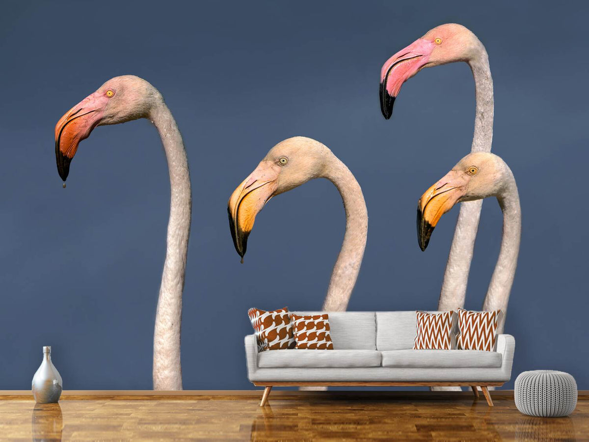 photo-wallpaper-flamingos-close-up-x