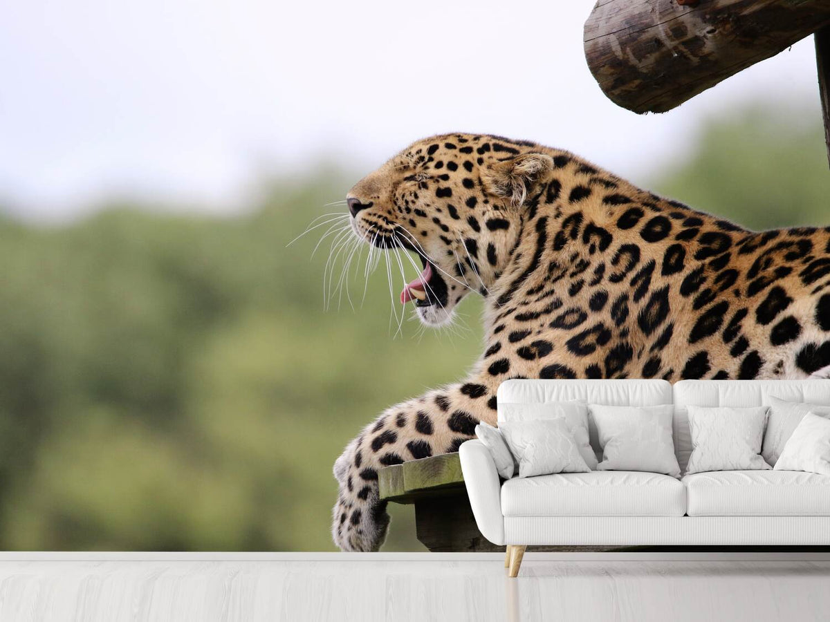 photo-wallpaper-tired-leopard