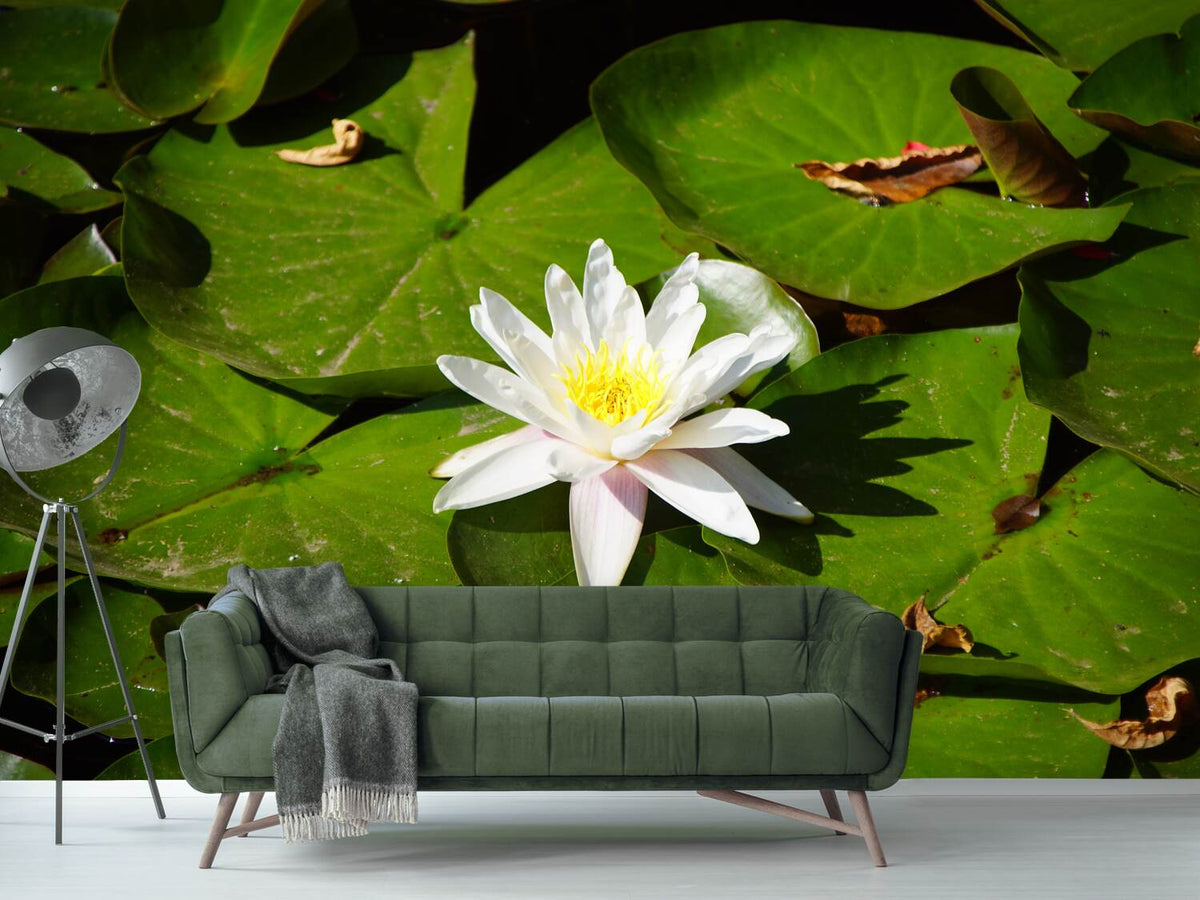 photo-wallpaper-the-white-water-lily