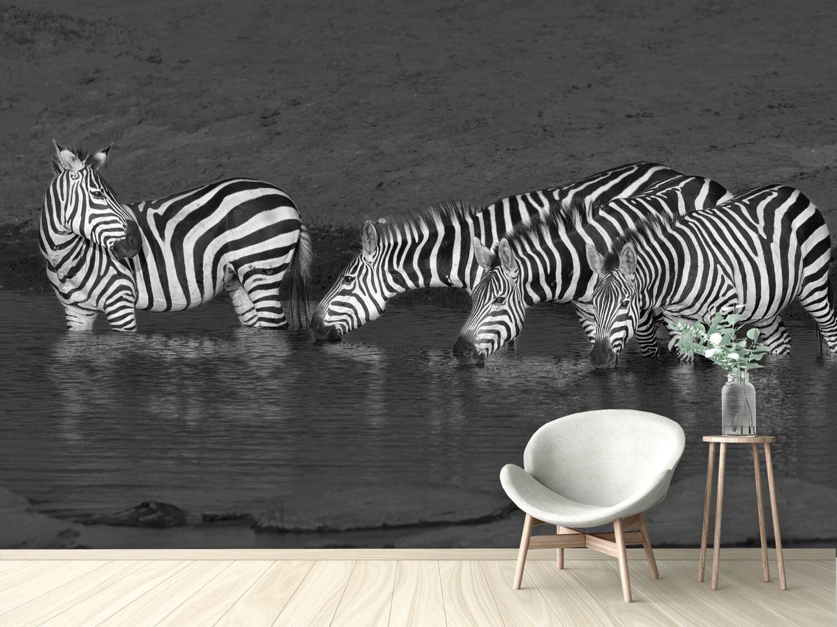 photo-wallpaper-zebras-drinking-x