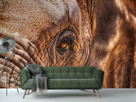 photo-wallpaper-the-look-of-the-elephant