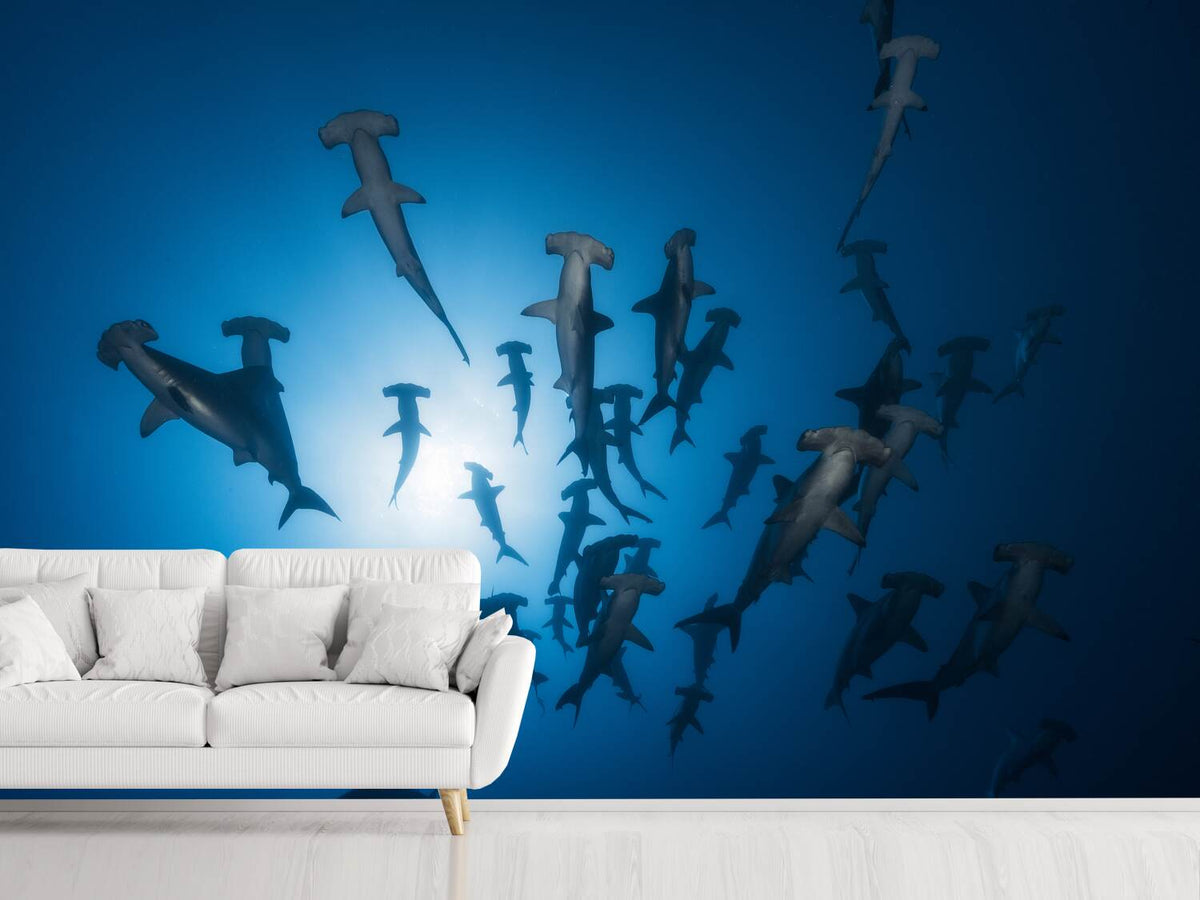 photo-wallpaper-hammerhead-sharks-in-the-light