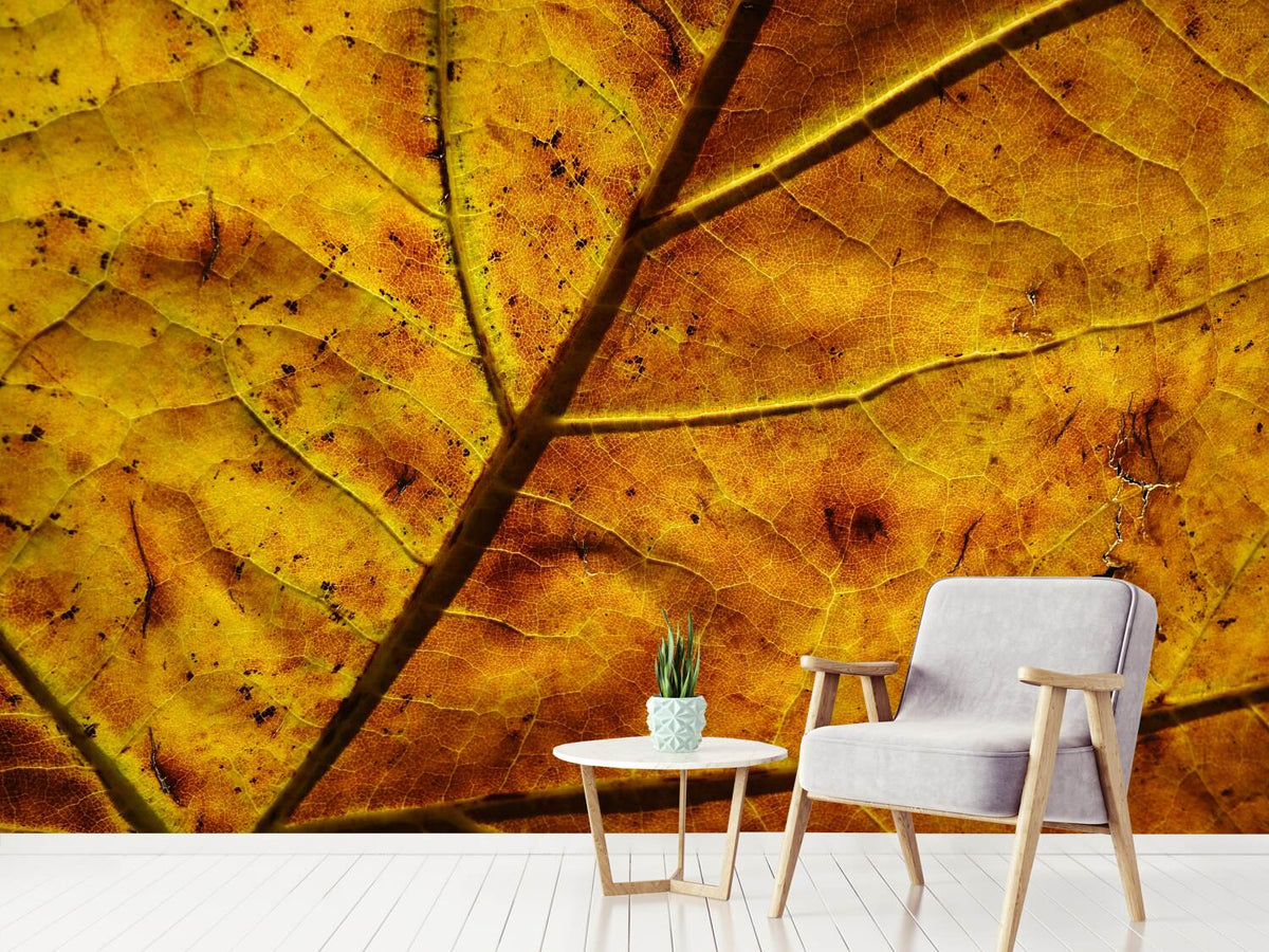 photo-wallpaper-the-autumn-leaf