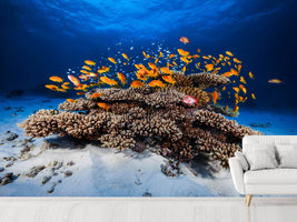 photo-wallpaper-marine-life