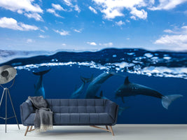 photo-wallpaper-between-air-and-water-with-the-dolphins