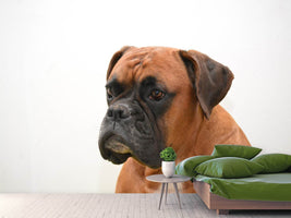 photo-wallpaper-boxer-the-watchdog