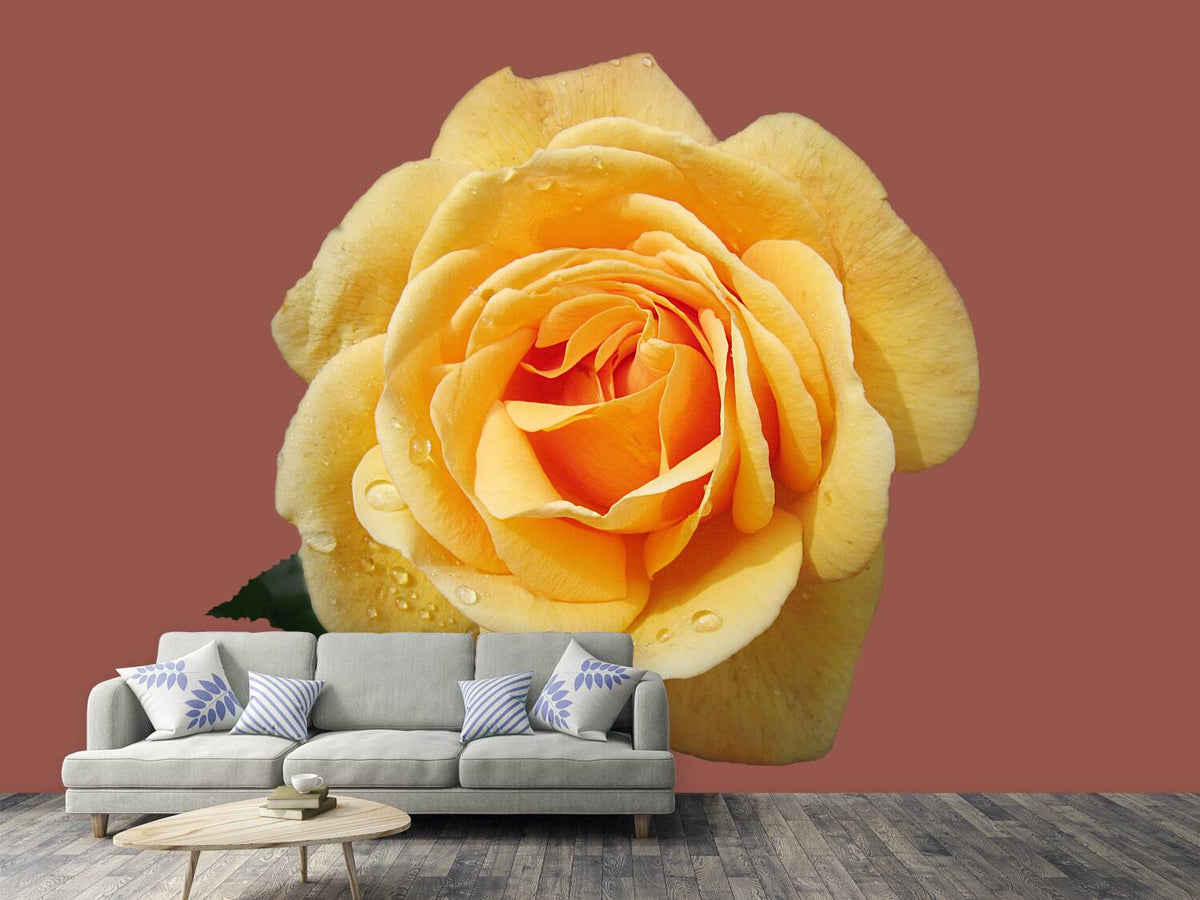 photo-wallpaper-rose-in-yellow-xxl