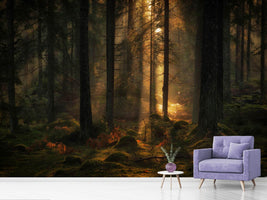 photo-wallpaper-the-light-in-the-forest-x