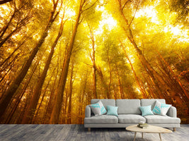 photo-wallpaper-autumn-forest