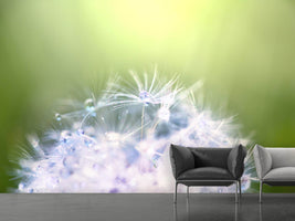 photo-wallpaper-dandelion-xl-in-morning-dew