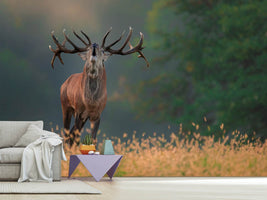 photo-wallpaper-deer-wedding-song-x