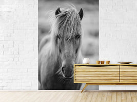 photo-wallpaper-horse-being-at-the-corridor