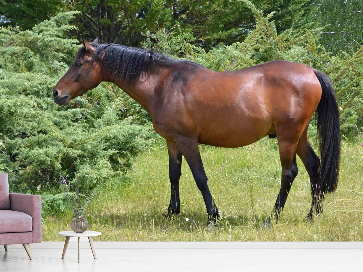 photo-wallpaper-strong-horse