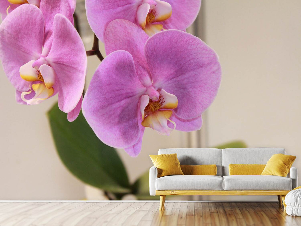 photo-wallpaper-orchids-with-purple-flowers-in-xl