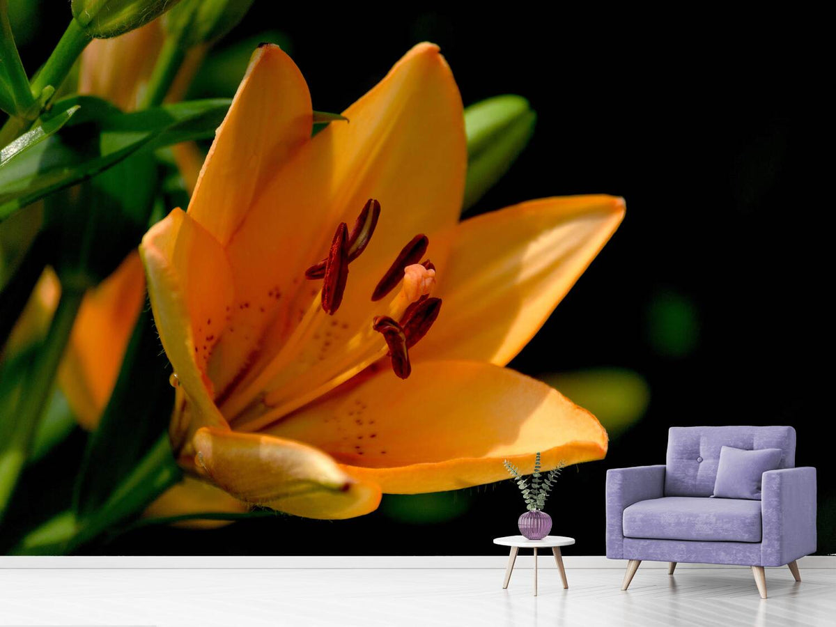 photo-wallpaper-close-up-lily-in-orange