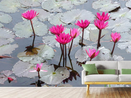 photo-wallpaper-jump-in-the-lily-pond