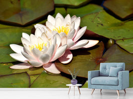 photo-wallpaper-water-lily-duo-in-white