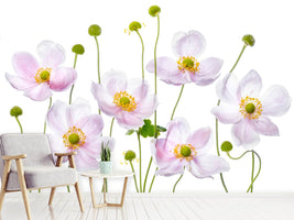 photo-wallpaper-japanese-anemones