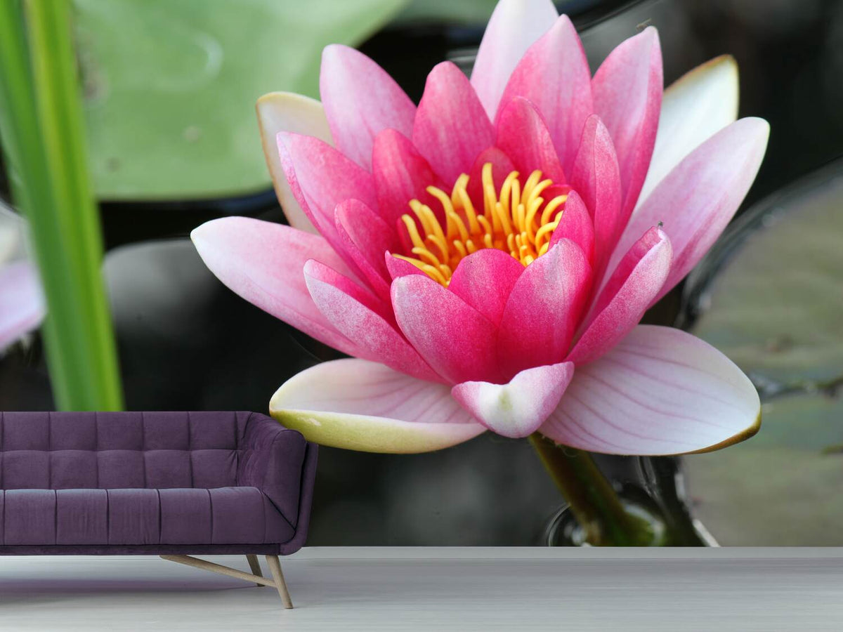 photo-wallpaper-the-water-lily-in-pink