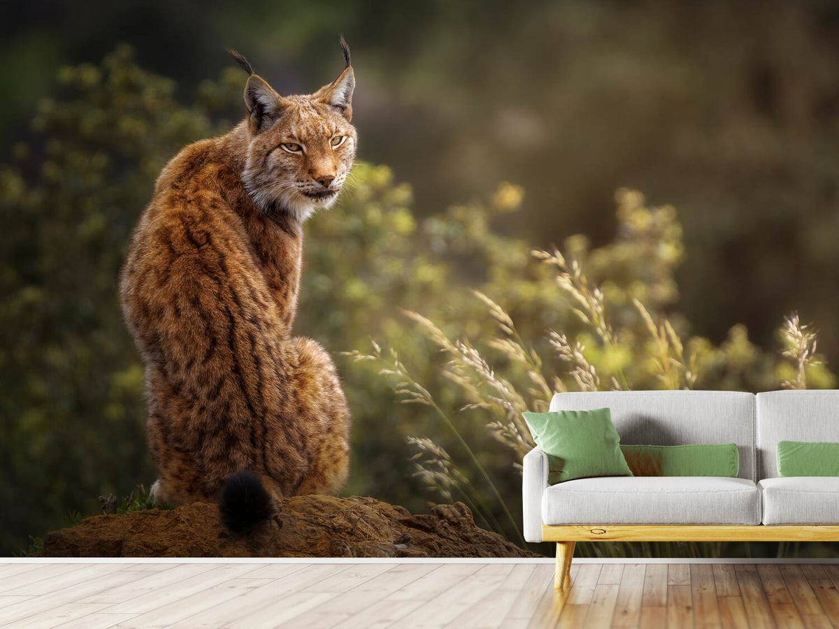 photo-wallpaper-lynx-fine-art-x