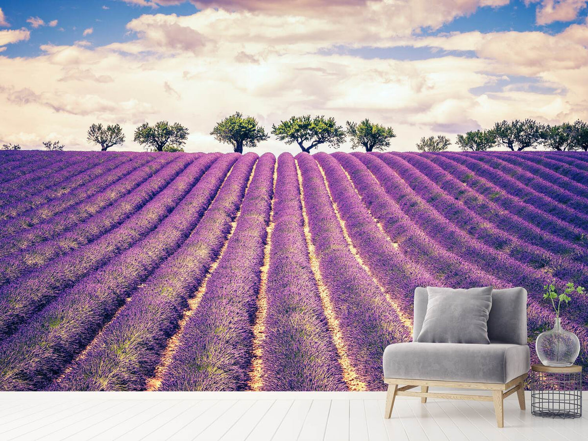 photo-wallpaper-the-lavender-field-ii