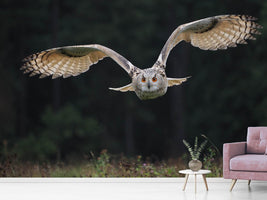 photo-wallpaper-the-owl