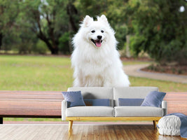 photo-wallpaper-the-spitz-as-a-young-dog