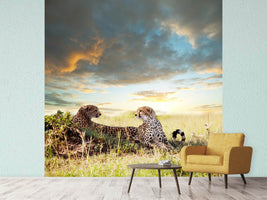 photo-wallpaper-cheetahs