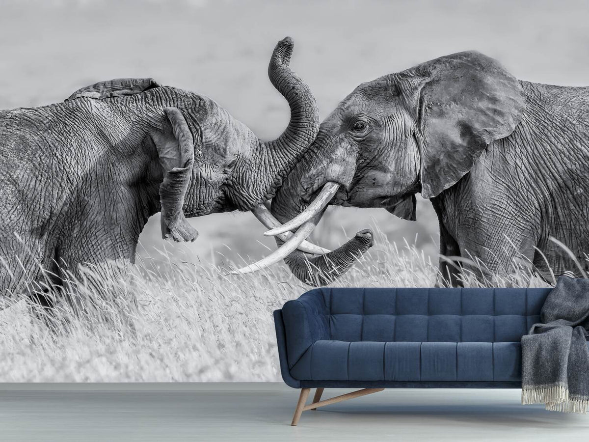 photo-wallpaper-elephant-qtai-chiq-x