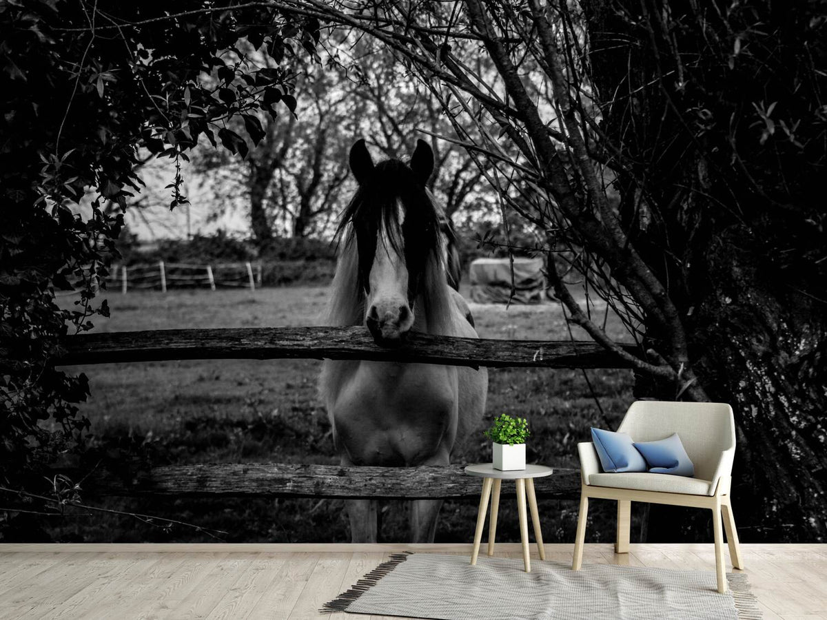 photo-wallpaper-the-horse-sw