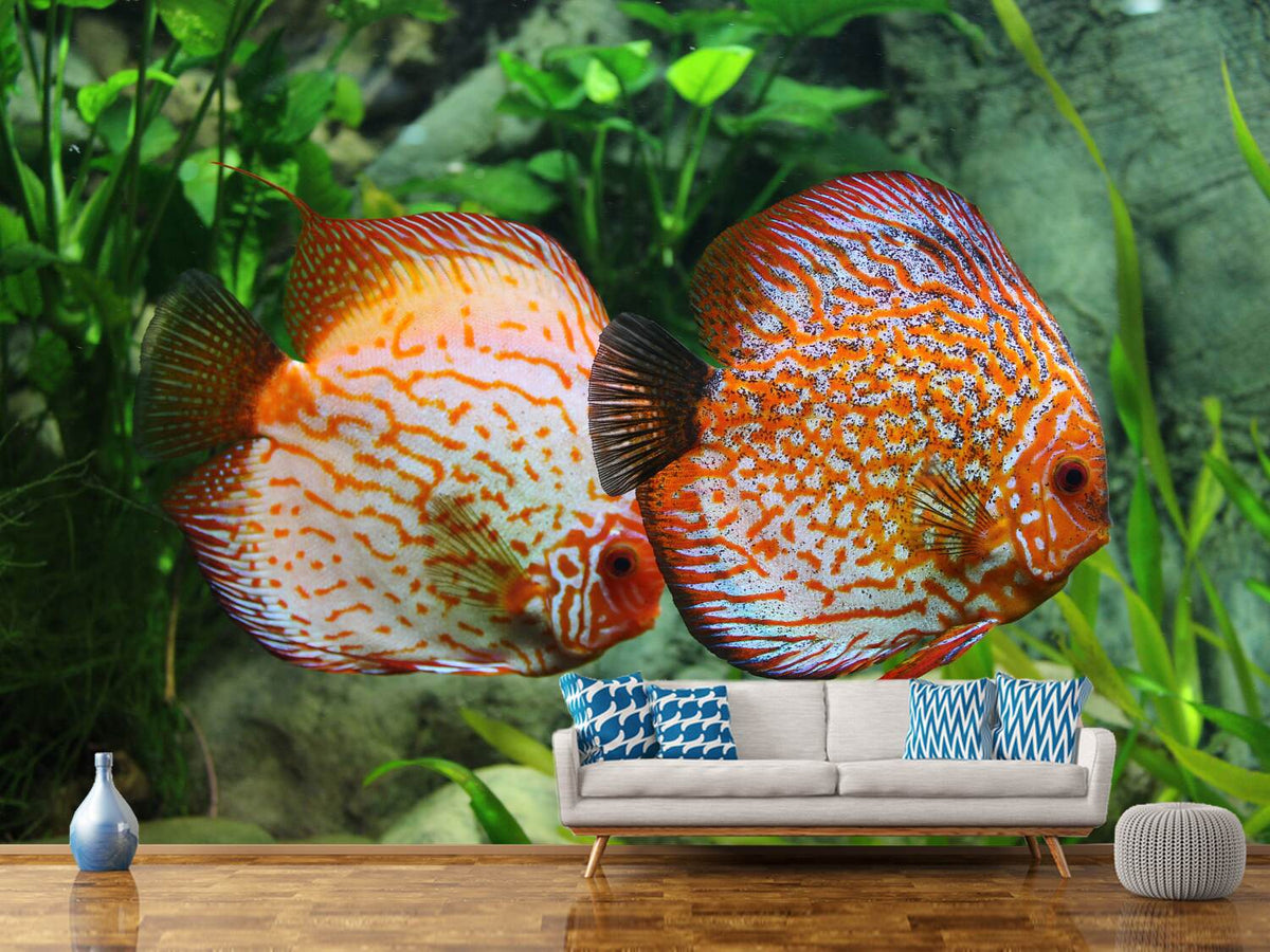 photo-wallpaper-2-fish